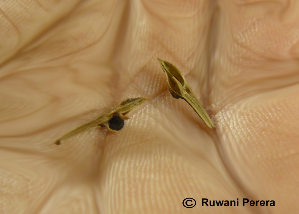 Rhinacanthus flavovirens Amaras. & Wijes.